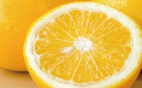  八朔 約10kg サイズおまかせ / ハッサク はっさく みかん 蜜柑 柑橘 果物フルーツ 紀伊国屋文左衛門本舗 ※2027年1月下旬～4月上旬頃発送予定 【kmtb021-r-10A】
