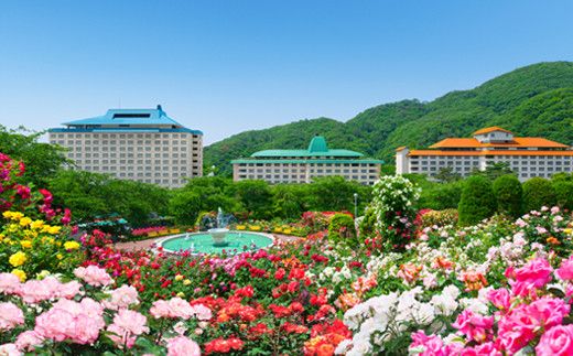 【3本セット】花巻温泉バラ園で育ったバラ中苗 5号サイズ 【2328】