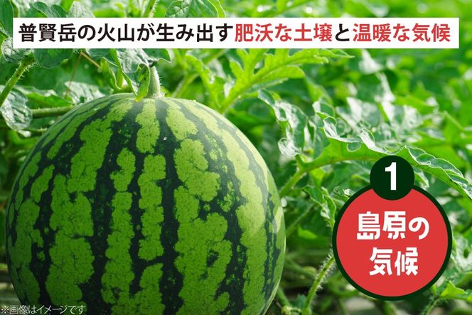 AJ698 【令和8年出荷分】 Farm honda 大玉スイカ 1玉 8kg以上 [ スイカ すいか 西瓜 大玉すいか 肥後浪漫 羅皇ザ・スイート 羅王 ラオウ らおう あまい 本多光則農園 長崎県 島原市]