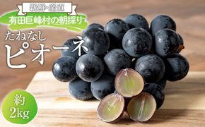 ［先行予約］［新鮮・産直］有田巨峰村の朝採りたねなしピオーネ　約2kg★2026年８月中旬頃より順次発送 BZ079