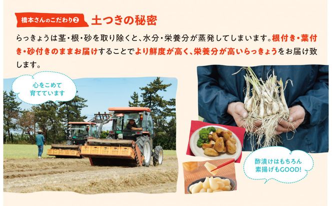 橋本さんちの根付き生らっきょう 12kg 312011_BL006