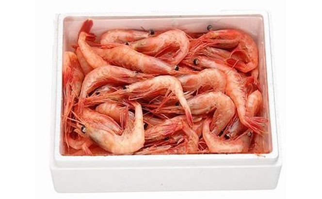 日本海甘えび 子無し 1kg【500g（約50尾）×2箱】 甘海老 あまエビ エビ 