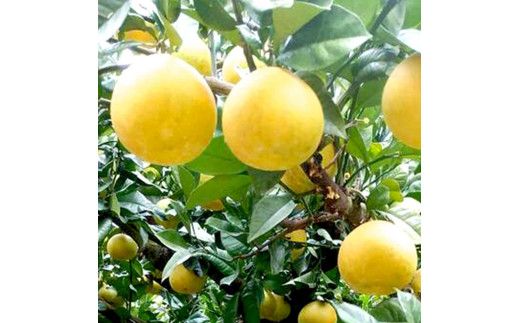 【先行予約】土佐文旦 文旦 訳あり 大玉入り 10kg 10キロ 3L～L 〈2027年2月～発送〉ぶんたん  フルーツ  みかん 果物  柑橘類  家庭用  お取り寄せ 国産【松岡ぶんたん園】