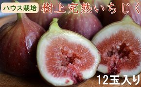【先行予約】[ハウス栽培]  樹上完熟 いちじく 12玉入り｜イチジク  無花果 果物 くだもの 和歌山県産