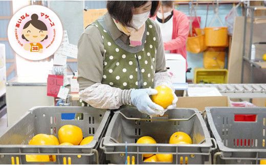 数量限定 先行予約 河内晩柑 6kg 10000円 みかん かわちばんかん mikan 蜜柑 ミカン 愛南ゴールド あいなん ゴールド 文旦 派生 和製 グレープフルーツ 産地直送 国産 農家直送 期間限定 特産品 ゼリー ジュース アイス 等に 人気 限定 甘い さわやか フルーツ 果物 柑橘 蜜柑 あいなんマザーズ 愛南町 愛媛県