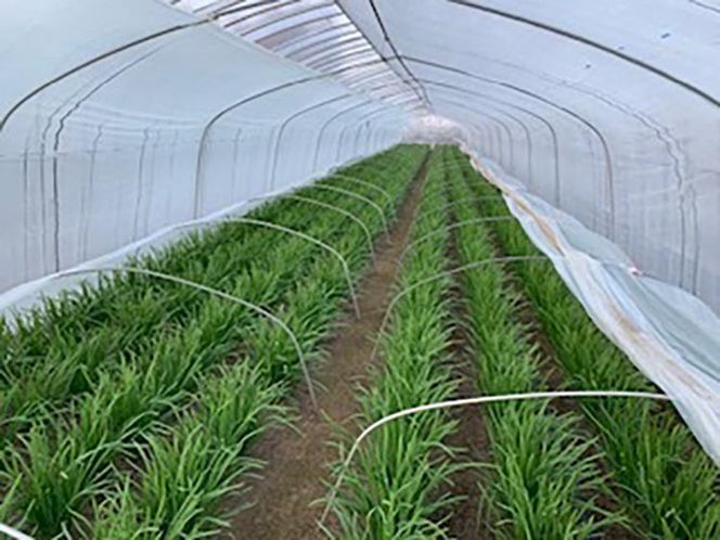 栃木県産こだわりニラ100g×10束 ｜ さくら市 にら 韮 野菜 国産