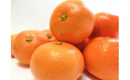 【2025年12月上旬発送開始】 アカメの国農園特選みかん 青秀詰め合わせ 5kg / みかん 蜜柑 ミカン 柑橘 フルーツ 果物 みかん くだもの 柑橘 旬 果実 甘味 酸味 甘い mikan 産地直送 農家直送 数量限定 国産 先行予約 ご家庭用 ミカン ご当地 お返し ミカン 贈り物 人気 贈答用 家庭用 土産 手土産 みかん / 安芸市 / アカメの国農園 [AA004]