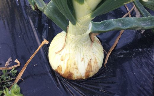 農薬・化学肥料不使用　こだわりの固定種新玉ねぎ【発送時期2026年4月～5月頃】