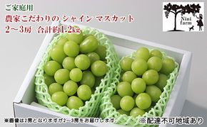 ぶどう 2026年 先行予約 【平均糖度20度】 ご家庭用 農家こだわりの シャイン マスカット 2～3房 合計約1.2kg ブドウ 葡萄 岡山県産 国産 フルーツ 果物 【 Nini farm 農家 直送 】 