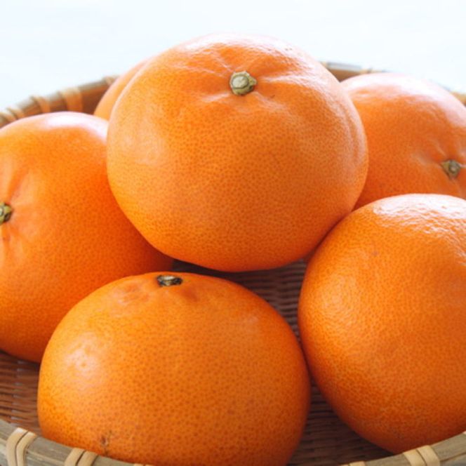 【先行予約】【濃厚】和歌山紀州有田産 せとか 約4～5kg（サイズおまかせ・青秀以上）柑橘 一度は食べていただきたい