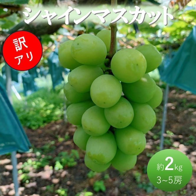 ぶどう 先行予約 訳あり シャインマスカット 約2kg(3～5房) ブドウ 葡萄 岡山県産 国産 フルーツ 果物