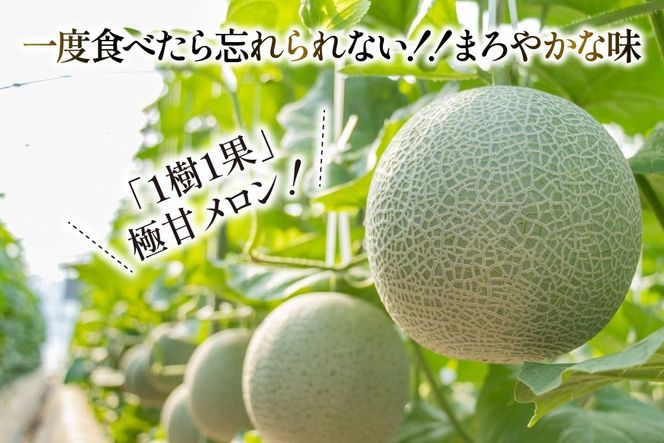 AJ651 【令和8年7-8月出荷分】 堀農園 マスクメロン 2玉 [ メロン めろん 青肉メロン 黄緑 果物 フルーツ おいしい 甘い 堀農園 長崎県 島原市 ]