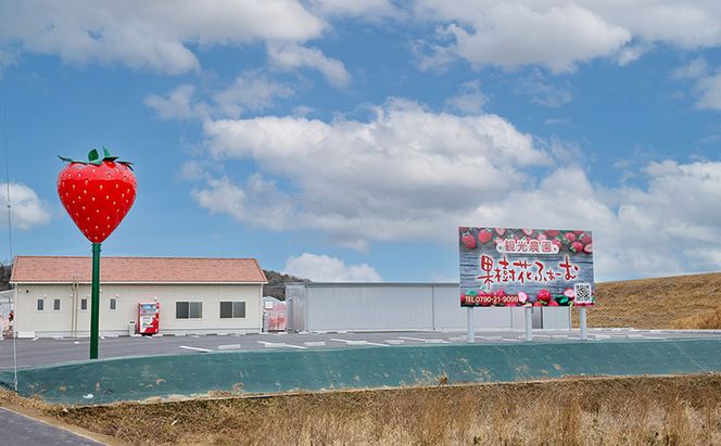 いちご狩り40分食べ放題 65歳以上1名 いちご狩り 食べ放題 40分 いちご イチゴ 苺 観光 レジャー 兵庫県 加西市