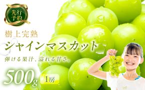 【先行予約】樹上完熟 シャインマスカット 500g（1房）（2026年9月中旬～発送） BF00022