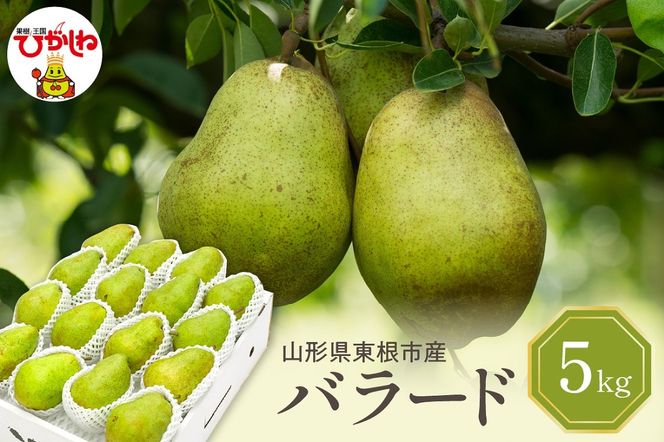 【2026年産】 西洋梨 バラード 5kg 秀品 化粧箱入り 山形県 東根市 東根農産センター提供 hi027-191-r8