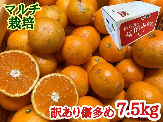 定期便 先行受付 2025年 10月発送スタート 訳あり 傷多め 7.5kg × 3回 コース 有田みかん 食べくらべ 3種 南泰園 BS826