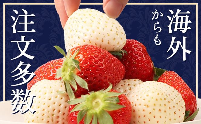 【2027年１月以降発送！】【北海道産】ゆきいちご（ゆきぼたん/すず）白×ＭＩＸ 2Pセット 各250g×2 計500g【5900202】