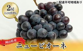 ぶどう 2026年 先行予約 ニュー ピオーネ 2房（合計約940g）化粧箱入り ブドウ 葡萄  岡山県産 国産 フルーツ 果物 ギフト  