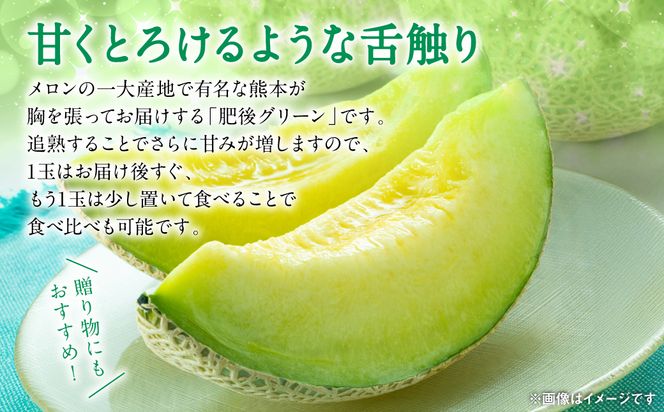 【先行予約】 八代市産 肥後グリーン 1玉 （約1.3kg以上） 熊本 メロン 果物 くだもの フルーツ 青肉メロン 青肉 【2026年6月中旬より順次発送】