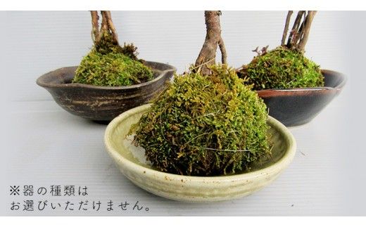 コケ玉ミニバラ盆栽「桜坂」 ギフト 花[BN006ci]