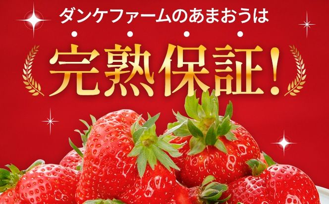 あまおう 約550g（約275g×2パック）（先行受付／2025年1月以降順次発送予定）いちご 大粒 不揃い 苺 イチゴ 福岡高級 フルーツ 土産 福岡県