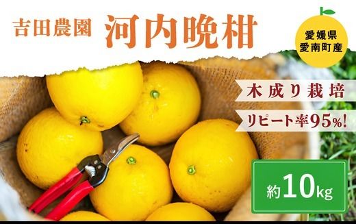 愛南産の河内晩柑10kg(約22～32個) ＜柑橘 希少 果物 国産 フルーツ みかん 蜜柑  和製 グレープフルーツ ブランド 愛媛 果実 ビタミン ＞  ※北海道・沖縄・離島への配送不可 ※2025年4月上旬～8月中旬頃に順次発送予定