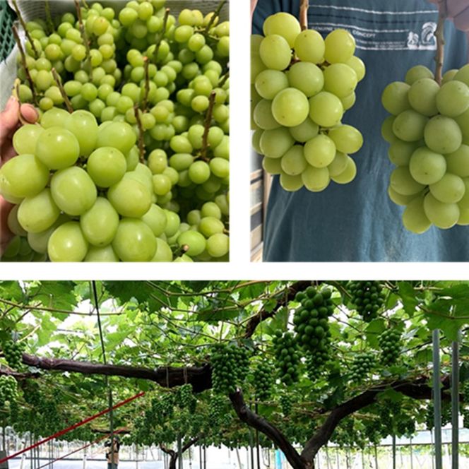 2026年 早期受付 ぶどう シャインマスカット約2kg（3～5房） 岡山県高梁市産 岩原農園 葡萄 ブドウ