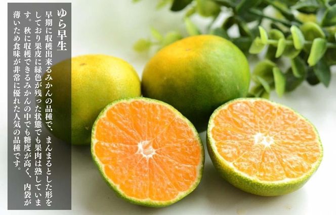 ゆら早生 みかん 小玉ちゃん 箱込7.5kg (内容量 6.8kg) 3S～Sサイズ混合 秀優混合 有田みかん 和歌山県産 【みかんの会】［2026年10月下旬頃より順次発送予定］ AX310