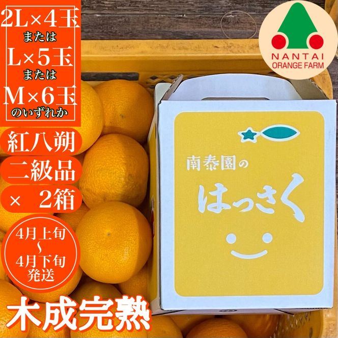 ya̎RLc쒬z2Zbg   ؐn g͂ 2L ` M ( 4 ` 6 ) 肳 y2026N4{`z BS791