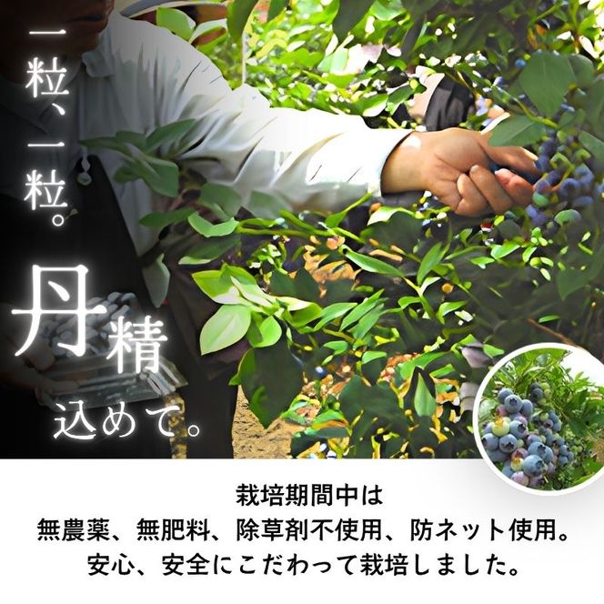 ブルーベリー【冷凍ブルーベリー（Mサイズ）１kg　贈答品】冷凍 完熟 果物 トッピング ヨーグルト 信州 長野