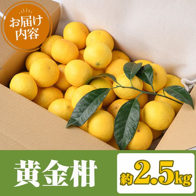＜先行予約受付中！2027年2月上旬以降順次発送予定＞まなべみかん園の黄金柑(約2.5kg) 国産 鹿児島県産 阿久根市産 柑橘類 果物 フルーツ みかん ミカン 蜜柑 期間限定 数量限定 贈答用 ギフト プレゼント デザート 【有限会社まなべみかん園】akn034-01
