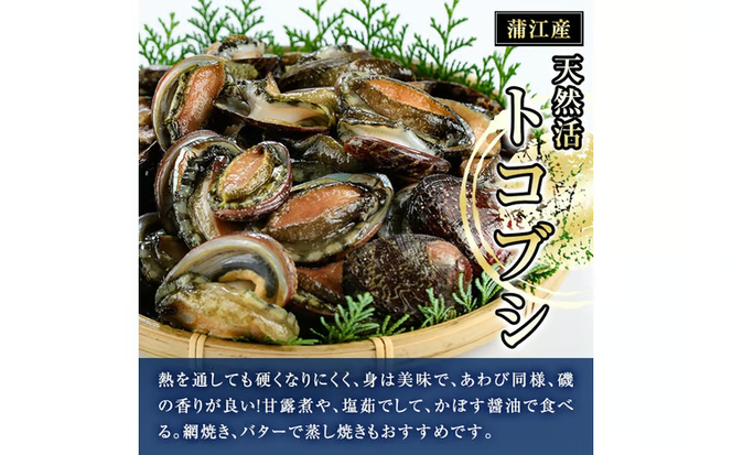 冷凍 天然活きトコブシ (約400g・ハーフサイズ) 魚介 貝 トコブシ とこぶし 網焼き バター焼き バーベキュー 獲れたて 冷凍 海の直売所 大分県 佐伯市【AS149】【海べ】