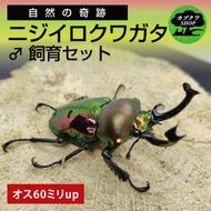 ニジイロクワガタ オス飼育セット（60ミリ♂のみ）【クワガタ クワガタムシ 昆虫 虫 国産 飼育 セット 夏休み 自由研究 鹿嶋市 茨城県】（KBY-14）