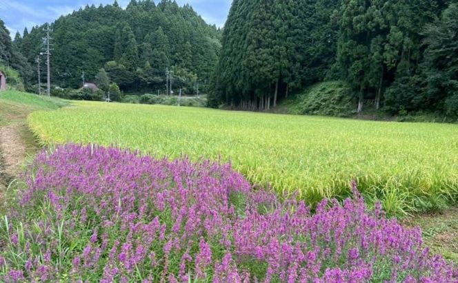 先行販売！令和7年度産　伊賀産コシヒカリ　極上　箸ひかり(精米)5kg コシヒカリ 3年連続 特A 米 こしひかり ご飯 ごはん 白米 精米 三重県 名張市