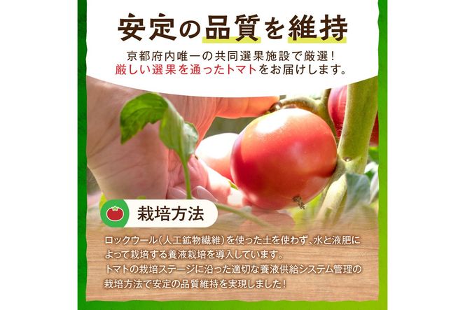 【先行予約】京丹後産・京トマト 2kg（8～10玉） 春夏発送（2026年5月中旬～発送）　JK00033