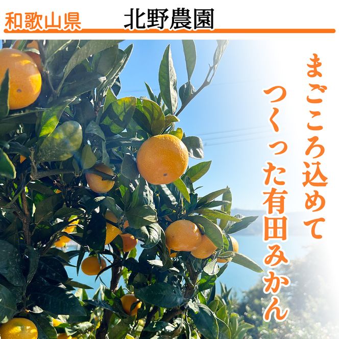 【1月発送】秀品 有田みかん 和歌山県産 S～Lサイズ 大きさお任せ 10kg / みかん フルーツ 果物 くだもの 有田みかん 蜜柑 柑橘【ktn003A-1】