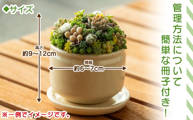 多肉植物 多肉 寄せ植え 1個 - 鉢植え インテリア ガーデニング おしゃれ グリーン プレゼント 観葉植物 多肉 植物 寄せ植え かわいい お楽しみ 自然 PUKUTTO 高知県 香南市 pk-0004
