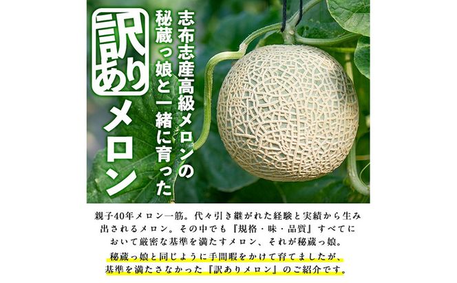 【春限定・数量限定】牧さんの訳ありメロン 白玉(青肉)計2玉 b0-106-s