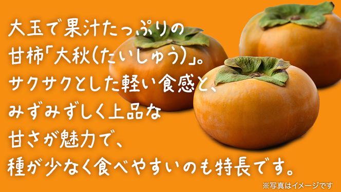 大秋柿 3kg 【 2026年10月上旬発送開始 】 ( 茨城県共通返礼品：大子町 ) 柿 カキ かき 果物 フルーツ 旬 季節限定 期間限定 農家直送 産地直送 [FC200us]