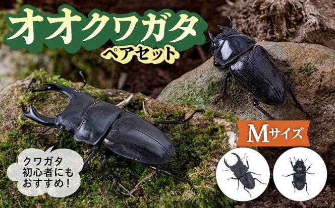 オオクワガタ ペア (Mサイズ)　糸島市 / 糸島クワガタの森 昆虫 ペット [AUN003] クワガタ オオクワガタ  クワガタムシ 昆虫 ペット 虫 生体 国産 ペア 成虫