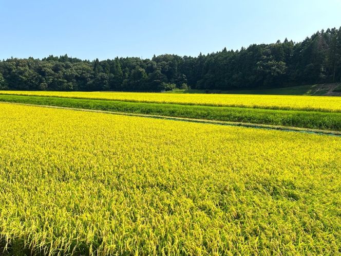＜定期便＞【令和8年度】新米 こしひかり（精米）10kg【6ヶ月】鈴鹿山麓の銘水が育てた米l 米どころ 三重県産 小山田地区  小山田米  米 コメ 白米 精米