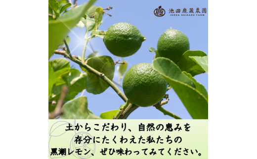 わけあり レモン1kg+250g（傷み補償分）【和歌山有田産】【防腐剤・WAX不使用、安心の国産レモン】【わけあり・訳ありレモン】※北海道・沖縄・離島への配送不可 / レモン 果物 くだもの フルーツ【ikd135B】