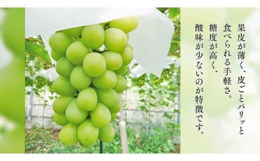 期間限定 ！ 筑西市産 シャインマスカット 1房 ぶどう ブドウ 葡萄 フルーツ 2026年産 [BW065ci]
