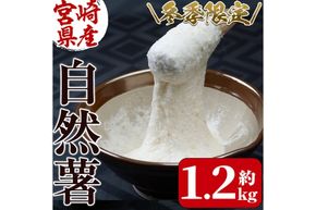 ＜先行予約受付中！2026年11月中旬から順次発送予定＞＜期間限定＞山菜の王者自然薯 (約1.2kg)  山芋 じねんじょ とろろ 長いも 国産 旬 野菜 新鮮 やさい 常温 保存 宮崎県 門川町 【自然薯組合】【Y-1】