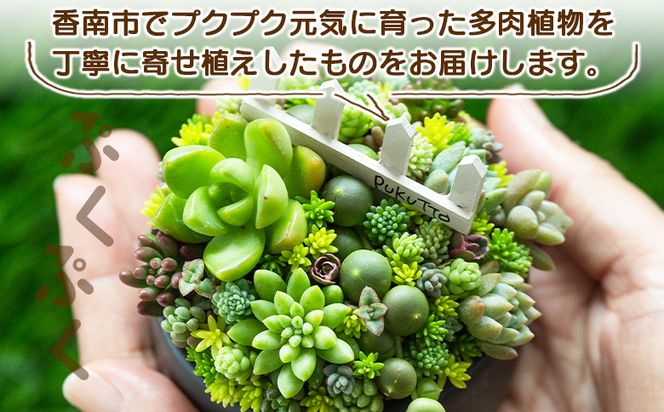 多肉植物の寄せ植え Mサイズ - 鉢植え インテリア ガーデニング おしゃれ グリーン プレゼント 観葉植物 多肉 植物 寄せ植え かわいい お楽しみ 自然 PUKUTTO 高知県 香南市 pk-0005
