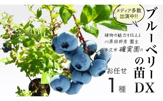 ブルーベリー の 苗 DX 1品種 （品種おまかせ） ラビットアイ系 ハイブッシュ系サザン サザンハイブッシュ系 苗 庭木 果樹 ガーデニング [BG014us]