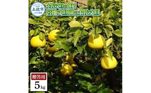 【先行予約】土佐文旦の創始 宮地文旦園の土佐文旦 贈答用2L 約5キロ 10～12個入り 5kg〈2027年3月上旬～4月下旬〉 ぶんたん ブンタン フルーツ 柑橘 みかん 果物 くだもの 柑橘類 デザート プレゼント ギフト 高知県 土佐市【宮地文旦園】[BQBP001]