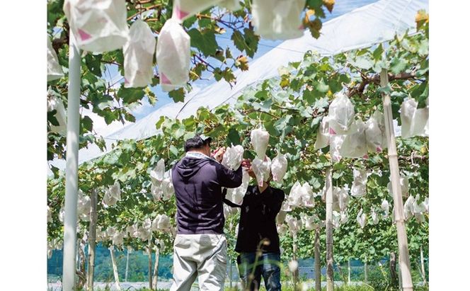 訳あり 藤稔 2房 合計1.0kg以上 産地直送 朝採れ ぶどう 葡萄 岡山 Kawahara green Farm 2026年 先行予約