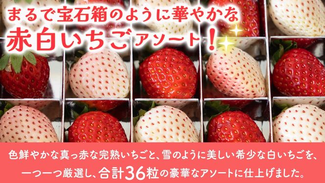 赤白いちごの宝石箱アソート 36粒 【2026年12月から発送開始】（茨城県共通返礼品 [いちご]：城里町産）  | いちご 苺 赤 イチゴ 白いちご 白イチゴ 宝石箱