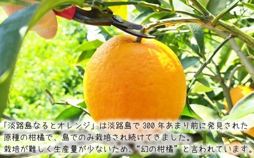 淡路島なるとオレンジ 4kg 【発送時期2026年3月～4月頃】